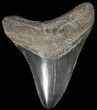 Fossil Megalodon Tooth - Georgia #65719-1